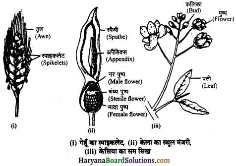 HBSE 11th Class Biology Solutions Chapter 5 पुष्पी पादपों की आकारिकी 3