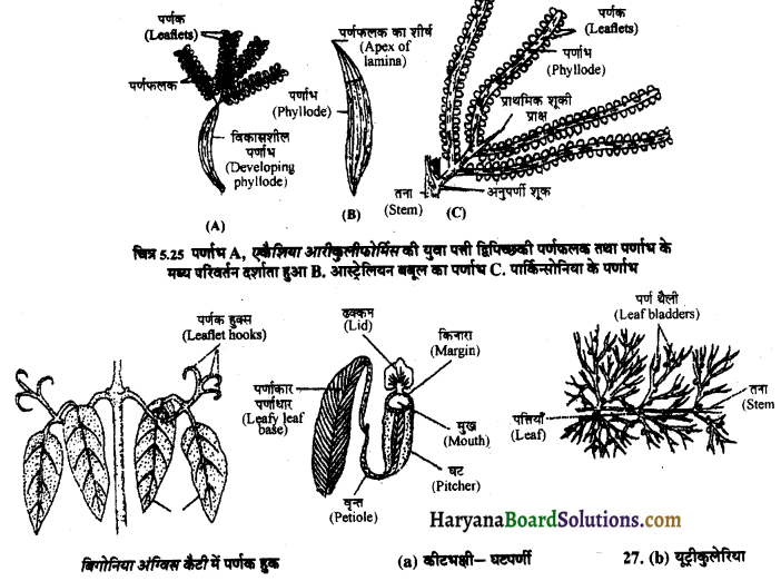 HBSE 11th Class Biology Solutions Chapter 5 पुष्पी पादपों की आकारिकी 4