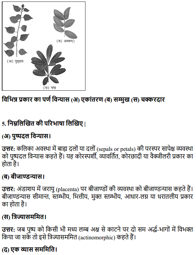 HBSE 11th Class Biology Solutions Chapter 5 पुष्पी पादपों की आकारिकी 5