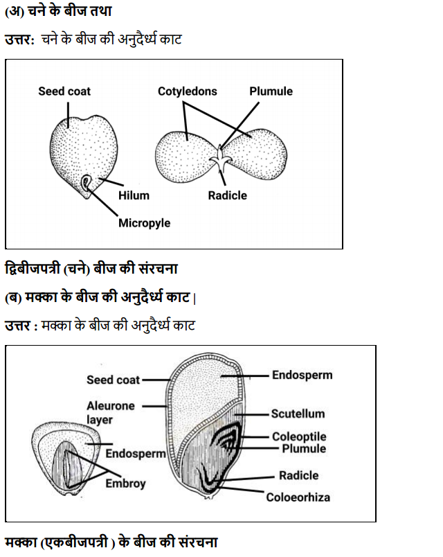 HBSE 11th Class Biology Solutions Chapter 5 पुष्पी पादपों की आकारिकी 8