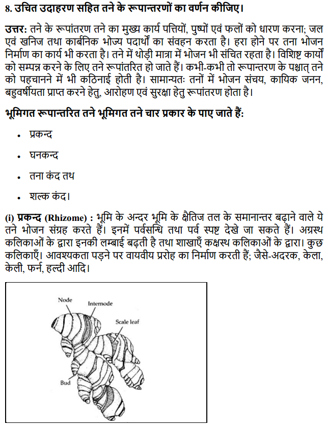 HBSE 11th Class Biology Solutions Chapter 5 पुष्पी पादपों की आकारिकी 9