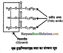 HBSE 11th Class Biology Solutions Chapter 9 जैव अणु 2
