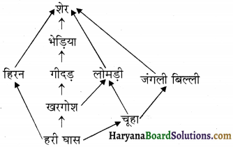 HBSE 12th Class Biology Solutions Chapter 14 पारितंत्र 2