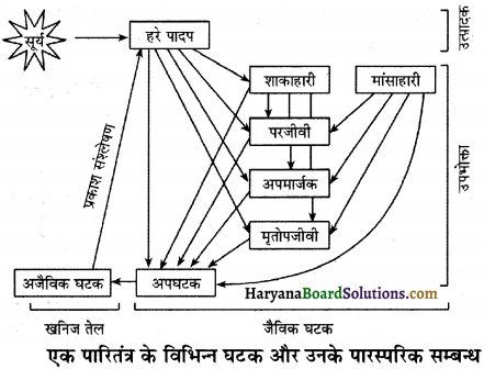 HBSE 12th Class Biology Solutions Chapter 14 पारितंत्र 3