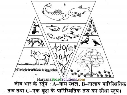 HBSE 12th Class Biology Solutions Chapter 14 पारितंत्र 4
