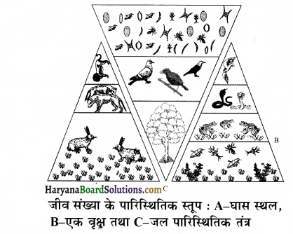 HBSE 12th Class Biology Solutions Chapter 14 पारितंत्र 4