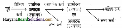 HBSE 12th Class Biology Solutions Chapter 14 पारितंत्र 6