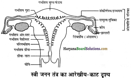 HBSE 12th Class Biology Solutions Chapter 3 मानव जनन - 2