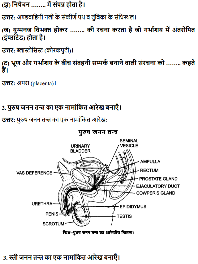 HBSE 12th Class Biology Solutions Chapter 3 मानव जनन 2
