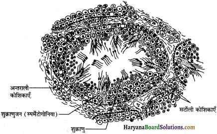 HBSE 12th Class Biology Solutions Chapter 3 मानव जनन - 3