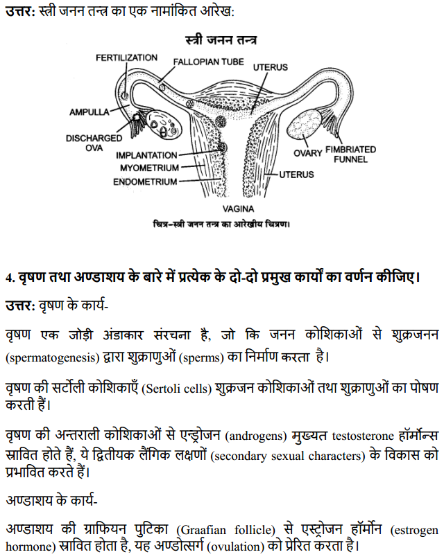 HBSE 12th Class Biology Solutions Chapter 3 मानव जनन 3
