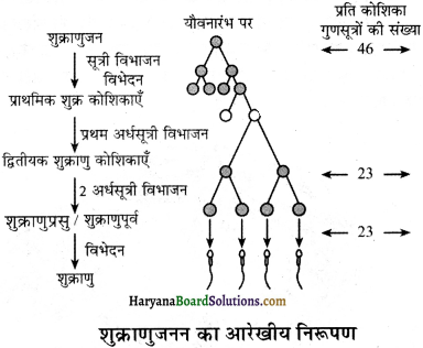 HBSE 12th Class Biology Solutions Chapter 3 मानव जनन - 4