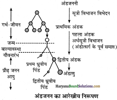 HBSE 12th Class Biology Solutions Chapter 3 मानव जनन - 6