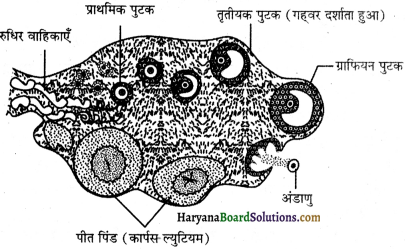 HBSE 12th Class Biology Solutions Chapter 3 मानव जनन - 7