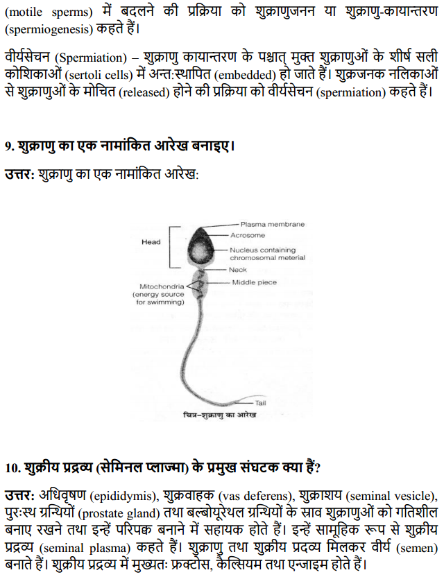 HBSE 12th Class Biology Solutions Chapter 3 मानव जनन 7