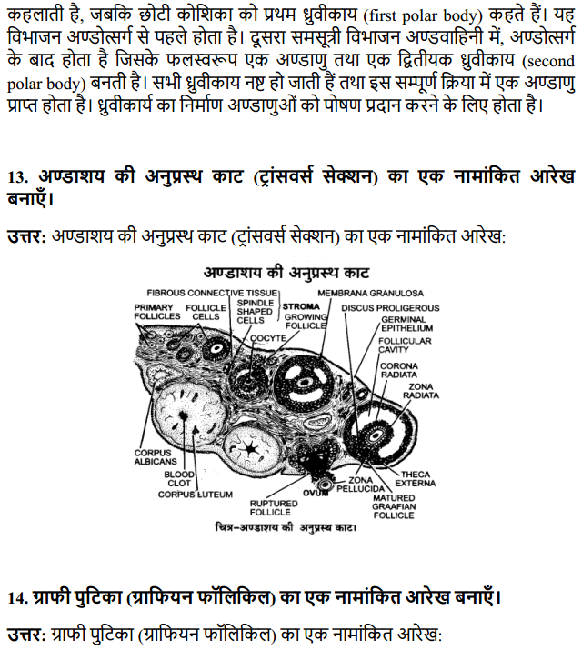 HBSE 12th Class Biology Solutions Chapter 3 मानव जनन 9
