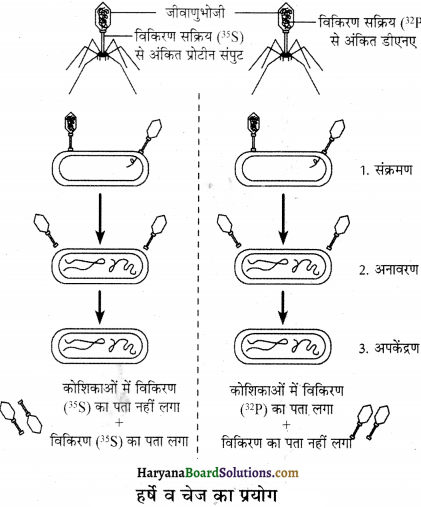 HBSE 12th Class Biology Solutions Chapter 6 वंशागति के आणविक आधार - 1