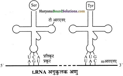 HBSE 12th Class Biology Solutions Chapter 6 वंशागति के आणविक आधार - 2