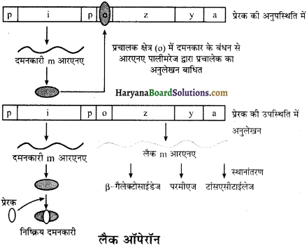 HBSE 12th Class Biology Solutions Chapter 6 वंशागति के आणविक आधार - 3