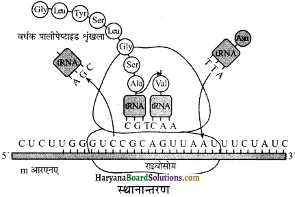 HBSE 12th Class Biology Solutions Chapter 6 वंशागति के आणविक आधार - 4