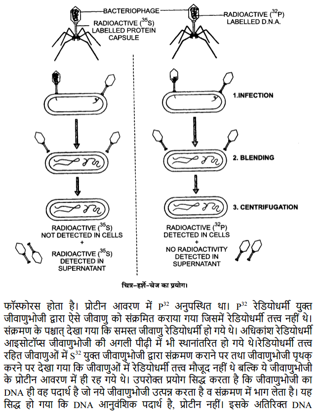 HBSE 12th Class Biology Solutions Chapter 6 वंशागति के आणविक आधार 5