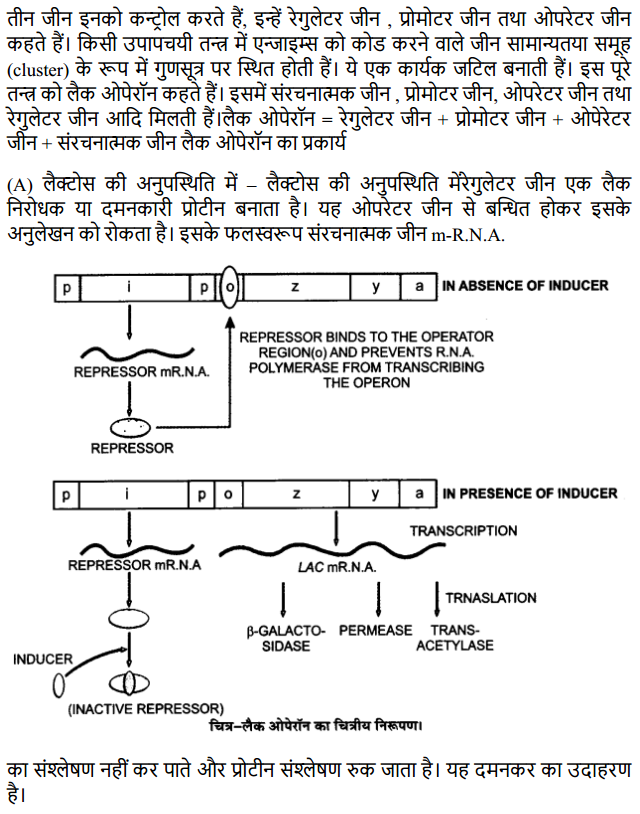 HBSE 12th Class Biology Solutions Chapter 6 वंशागति के आणविक आधार 9