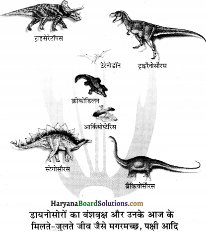 HBSE 12th Class Biology Solutions Chapter 7 विकास - 1