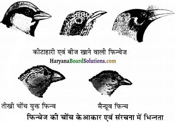 HBSE 12th Class Biology Solutions Chapter 7 विकास - 5