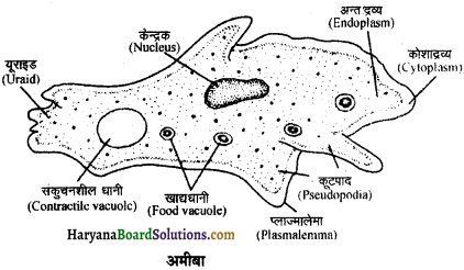 HBSE 11th Class Biology Important Questions Chapter 2 जीव जगत का वर्गीकरण - 1