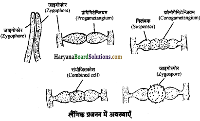 HBSE 11th Class Biology Important Questions Chapter 2 जीव जगत का वर्गीकरण - 10