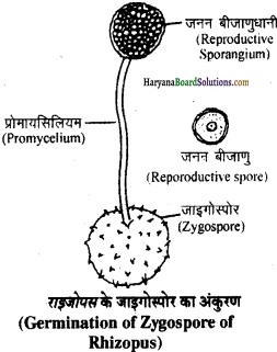 HBSE 11th Class Biology Important Questions Chapter 2 जीव जगत का वर्गीकरण - 11
