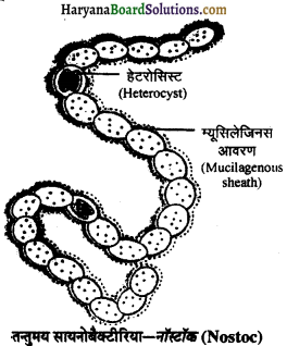 HBSE 11th Class Biology Important Questions Chapter 2 जीव जगत का वर्गीकरण - 3