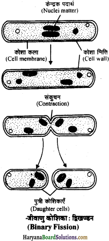 HBSE 11th Class Biology Important Questions Chapter 2 जीव जगत का वर्गीकरण - 5