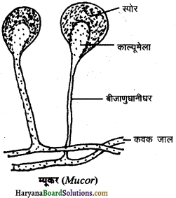HBSE 11th Class Biology Important Questions Chapter 2 जीव जगत का वर्गीकरण - 6