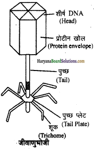 HBSE 11th Class Biology Important Questions Chapter 2 जीव जगत का वर्गीकरण - 9