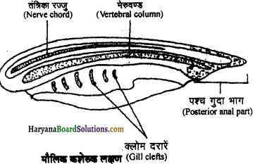 HBSE 11th Class Biology Important Questions Chapter 3 जीव जगत का वर्गीकरण - 2