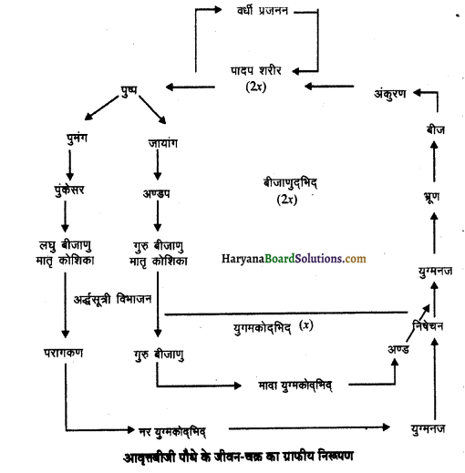 HBSE 11th Class Biology Important Questions Chapter 3 वनस्पति जगत 10b