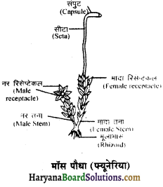 HBSE 11th Class Biology Important Questions Chapter 3 वनस्पति जगत 2