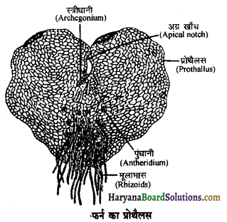 HBSE 11th Class Biology Important Questions Chapter 3 वनस्पति जगत 3