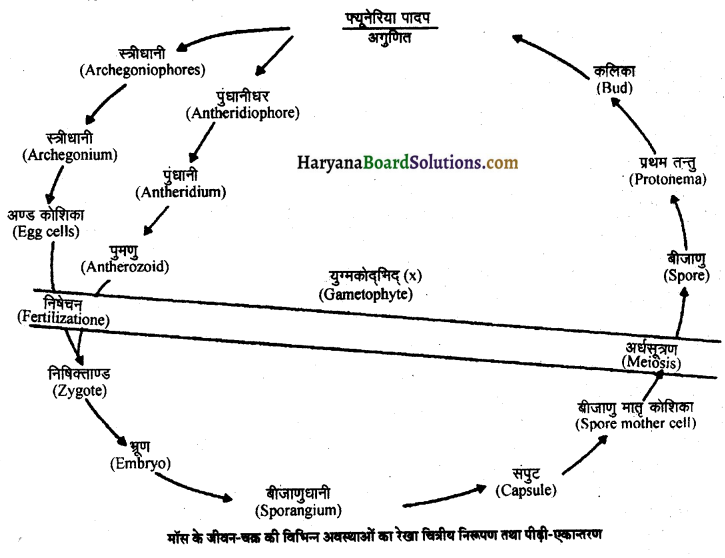 HBSE 11th Class Biology Important Questions Chapter 3 वनस्पति जगत 5