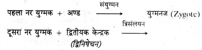 HBSE 11th Class Biology Important Questions Chapter 3 वनस्पति जगत 8