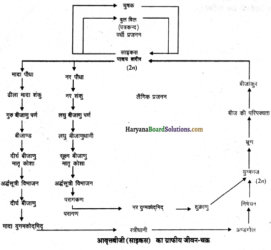 HBSE 11th Class Biology Important Questions Chapter 3 वनस्पति जगत 9