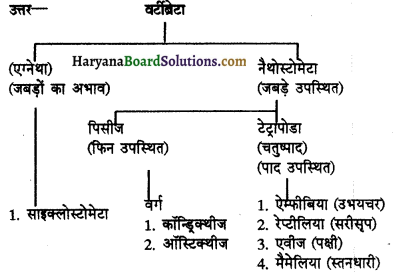 HBSE 11th Class Biology Important Questions Chapter 4 प्राणि जगत