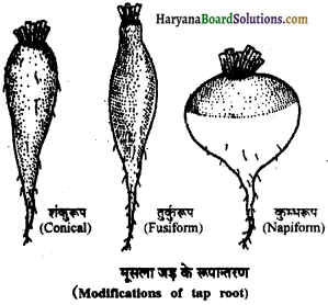 HBSE 11th Class Biology Important Questions Chapter 5 पुष्पी पादपों की आकारिकी - 11