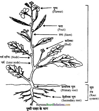 HBSE 11th Class Biology Important Questions Chapter 5 पुष्पी पादपों की आकारिकी - 15