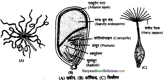 HBSE 11th Class Biology Important Questions Chapter 5 पुष्पी पादपों की आकारिकी - 19