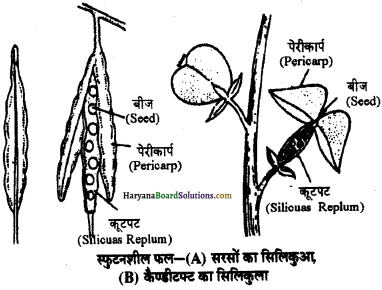 HBSE 11th Class Biology Important Questions Chapter 5 पुष्पी पादपों की आकारिकी - 2
