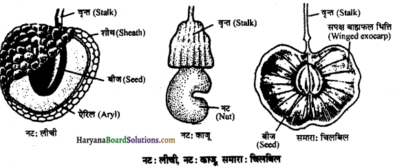 HBSE 11th Class Biology Important Questions Chapter 5 पुष्पी पादपों की आकारिकी - 20