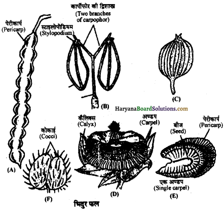 HBSE 11th Class Biology Important Questions Chapter 5 पुष्पी पादपों की आकारिकी - 21