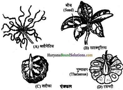 HBSE 11th Class Biology Important Questions Chapter 5 पुष्पी पादपों की आकारिकी - 23